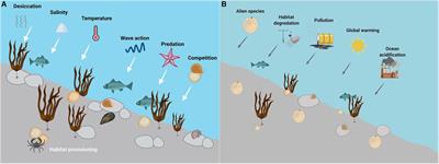 Multiple Driver Impacts on Rocky Intertidal Systems: The Need for an Integrated Approach